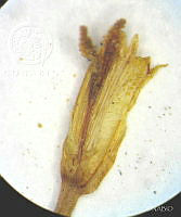 SL2607 Dahlia merckii.jpg