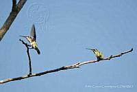 PC0011 Eugenes fulgens.jpg