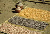 DK0556 Zea mays.jpg