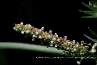 Atleq 0657 Acalypha sp..jpg