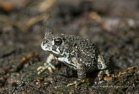 MASM07300 Incilius sp..jpg