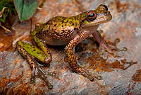VHJA 0035 Sarcohyla celata.jpg