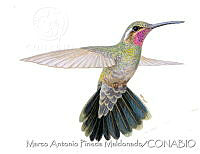 MAPM1023 Lampornis amethystinus amethystinus.jpg