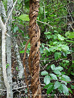 MEGA 0552 Marsdenia edulis.JPG