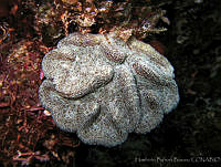 HBB0334 Mycetophyllia lamarckiana.jpg