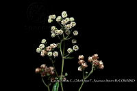 Atleq 0754 Crassula corallina.jpg