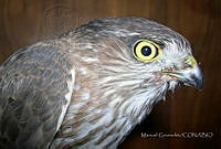 MGaves 45 Accipiter striatus.jpg