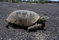 AB0238 Gopherus flavomarginatus.jpg