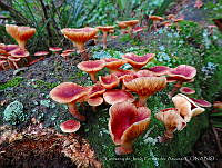 GDJFA001 Agaricomycetes.jpg