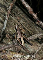 JBV027 Huastecacris fariensis.JPG