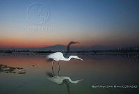 MASM06941 Ardea alba.jpg