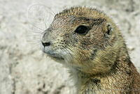 CNS0278 Cynomys mexicanus.jpg