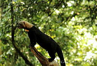 EGP0030 Eira barbara.jpg