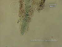 KT016 0030 Microcoleus sp..jpg