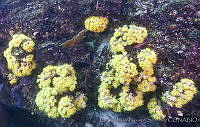 CNS1088 Tubastrea coccinea.jpg