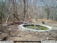 MAGB 0065 Buteo plagiatus.JPG