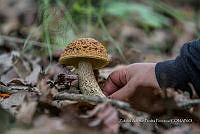 ZAPF 0782 Leccinellum griseum.jpg