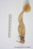 KT014 0080 Leachia dislocata.JPG