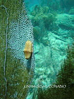 NE018 0188 Cyphoma gibbosum.jpg