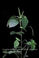 Atleq 0655 Acalypha sp..jpg