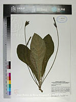 JAdNV0433 Elytraria macrophylla.JPG