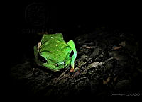DA01 Agalychnis dacnicolor.jpg