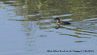 AAKVDH 0403 Podilymbus podiceps.JPG