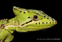 ECA0012 Laemanctus serratus.jpg