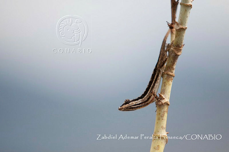 ZAPF0342%20Anolis%20microlepidotus.jpg.iSf1mfvzMakTDS1jQA3g0JtbmFja29CbnFuZ3NAbXJ6LGtwZQA.C9UykYcaFn