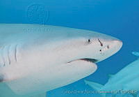 CNS1279 Carcharhinus leucas.jpg