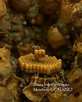 MN6F0051 Apis sp..jpg