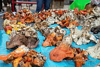 IMDOC Hong 0043 Hypomyces.jpg