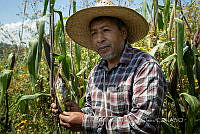 IMDOC4230 Zea mays.jpg