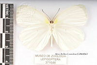 JF018 0055 Eurema albula celata.jpg