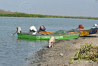 HJ6- 0315- Sus scrofa.jpg