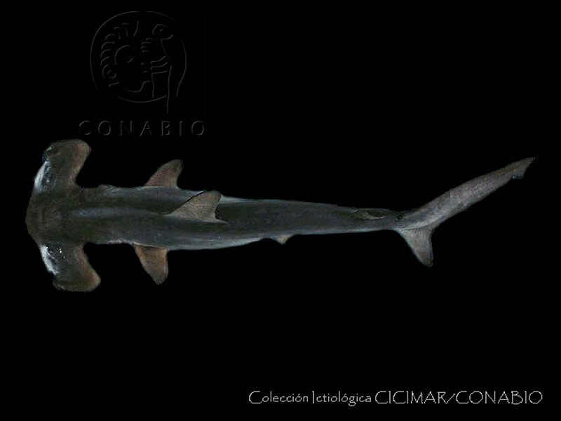 CICIMAR0487%20Sphyrna%20zygaena.jpg.8yfTg4r0Makfcy9hQA3g0JtbmFja29CbnFuZ3NAbXJ6LGtwZwA.lhtO pWH 1