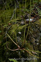  LRP1156 Isoetes.jpg