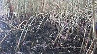 UM002 S0037 Avicennia germinans.jpg