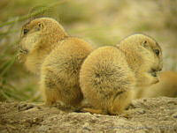 TMRP0008 Cynomys mexicanus.jpg