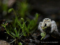 EC001 Paraphidippus fartilis.jpg