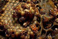 JRP02 Melipona sp..jpg