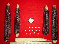 SinOPV280 Zea mays.jpg