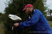 OIEA0069 Cactoblastis cactorum.jpg