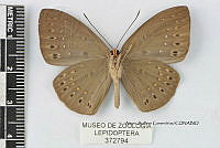 JF018 0743 Eurybia elvina elvina.jpg