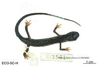 ME006 herp SCLC 0265 Ixalotriton niger - Wake & Johnson, 1989.jpg