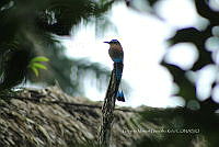 GMGK 008 Eumomota superciliosa.tif