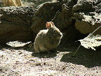 CGL3619 Romerolagus diazi.jpg