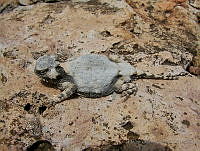 HOS098 Phrynosoma modestum.jpg