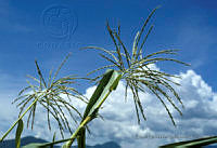 EHX0649 Zea mays.JPG