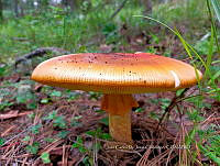 JCDJC 0016 Amanita bassi.jpg